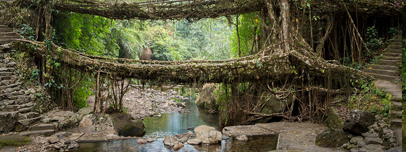 Root Brige