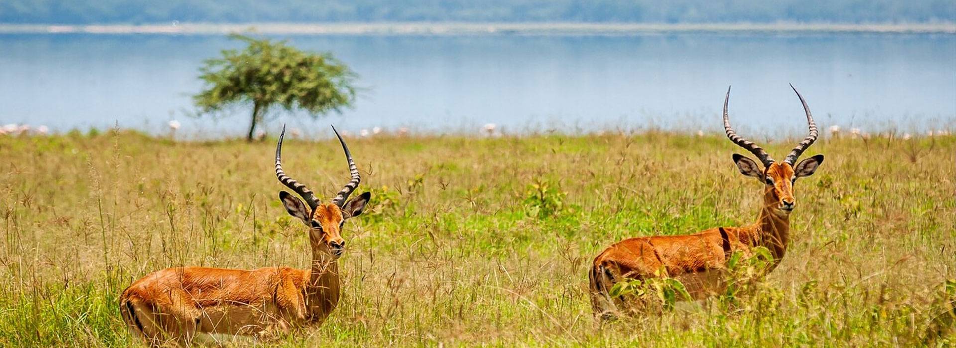 Jungle Beats of Kaziranga Tour
